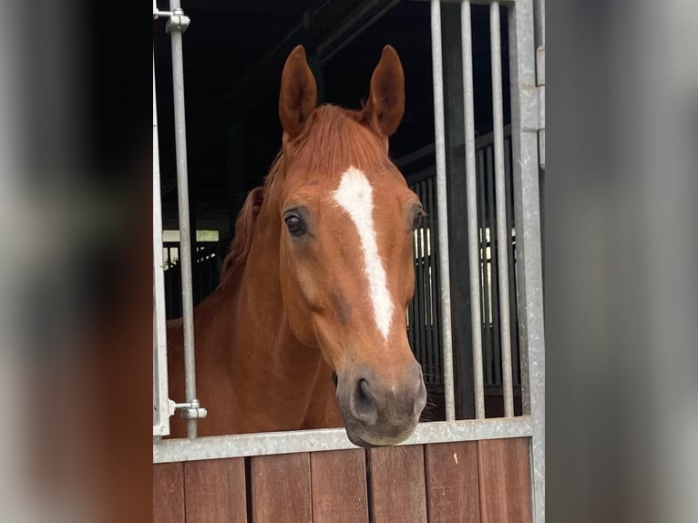 Cheval de selle allemand Hongre 19 Ans 166 cm Alezan in Iserlohn