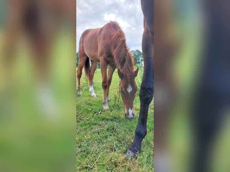 Cheval de selle allemand Croisé Hongre 1 Année 155 cm Alezan in Waabs