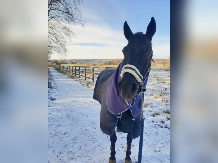 Cheval de selle allemand Hongre 24 Ans 160 cm Noir in Starnberg