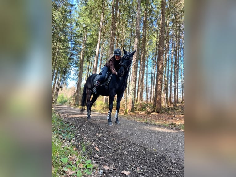 Cheval de selle allemand Hongre 24 Ans 160 cm Noir in Starnberg