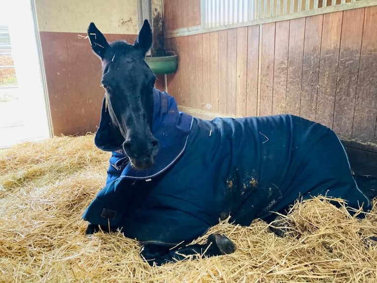 Cheval de selle allemand Hongre 24 Ans 160 cm Noir in Starnberg