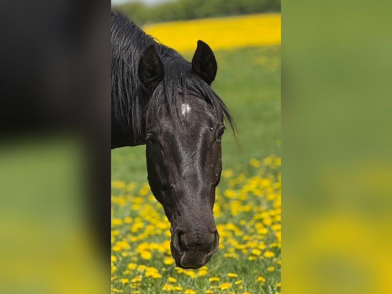 Cheval de selle allemand Hongre 2 Ans 155 cm Noir in Oeversee