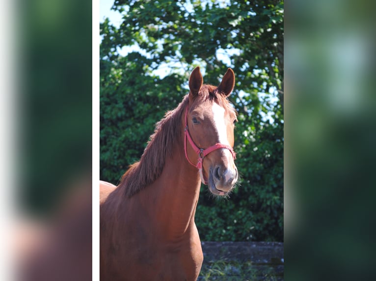 Cheval de selle allemand Hongre 2 Ans Alezan in Crivitz