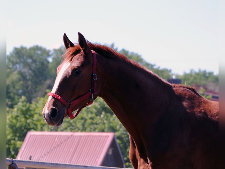 Cheval de selle allemand Hongre 2 Ans Alezan in Crivitz