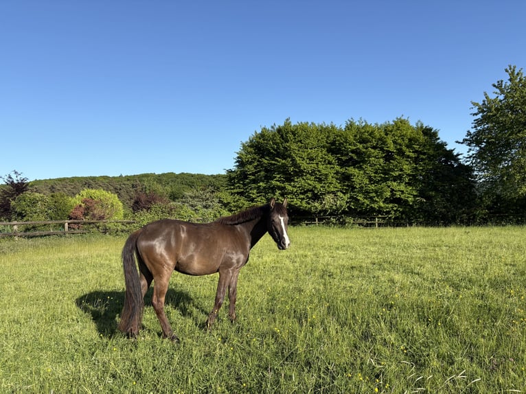 Cheval de selle allemand Hongre 3 Ans 142 cm in Hagen