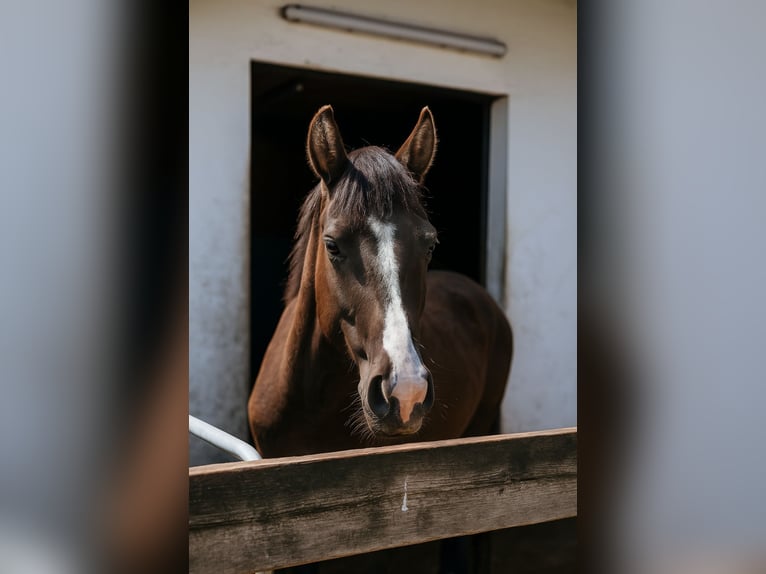 Cheval de selle allemand Hongre 3 Ans 142 cm in Hagen