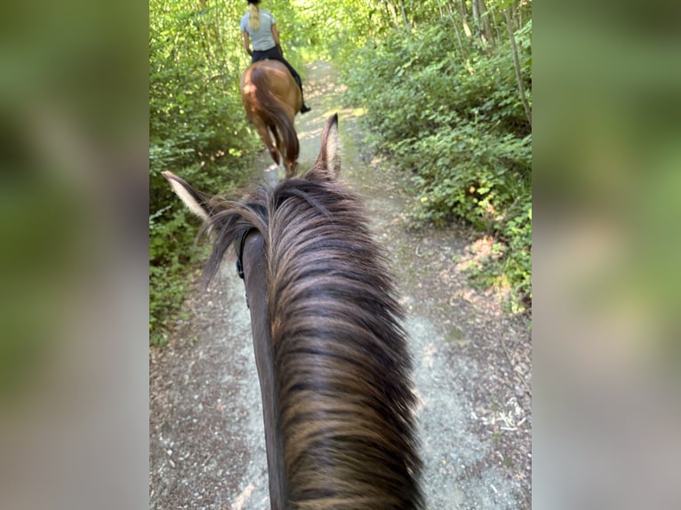 Cheval de selle allemand Hongre 3 Ans 142 cm in Hagen