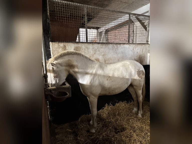 Cheval de selle allemand Hongre 3 Ans 145 cm Cremello in Kellinghusen