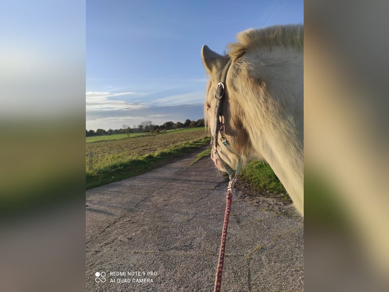 Cheval de selle allemand Hongre 3 Ans 145 cm Cremello in Kellinghusen