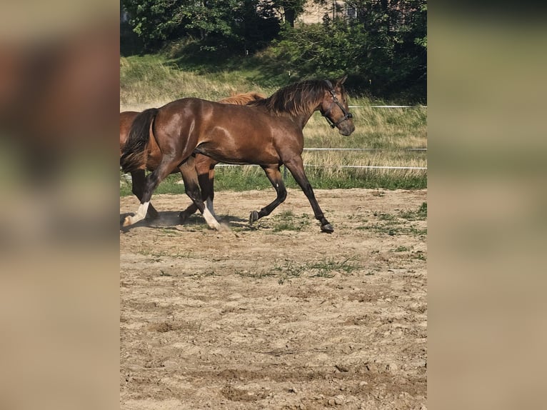 Cheval de selle allemand Hongre 3 Ans 151 cm Bai in Sagard