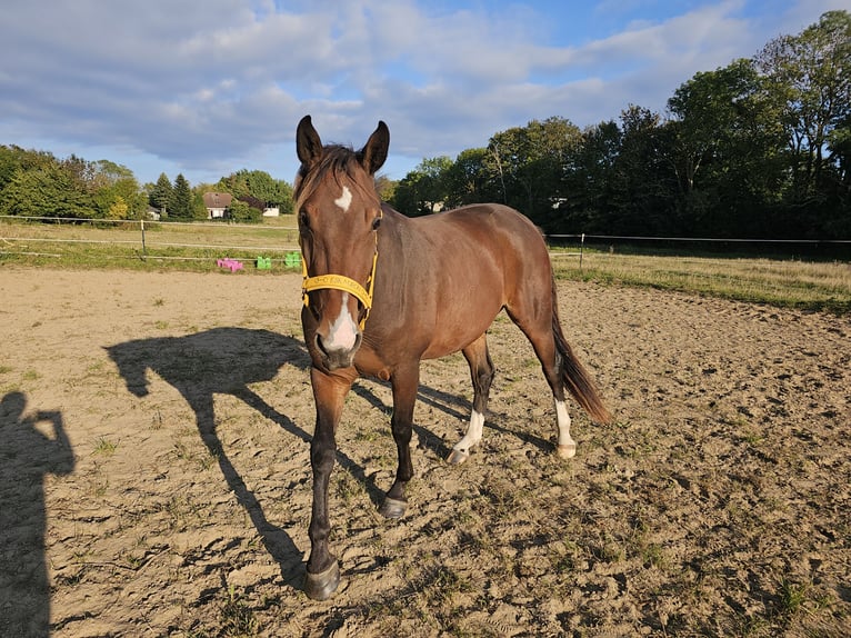 Cheval de selle allemand Hongre 3 Ans 151 cm Bai in Sagard