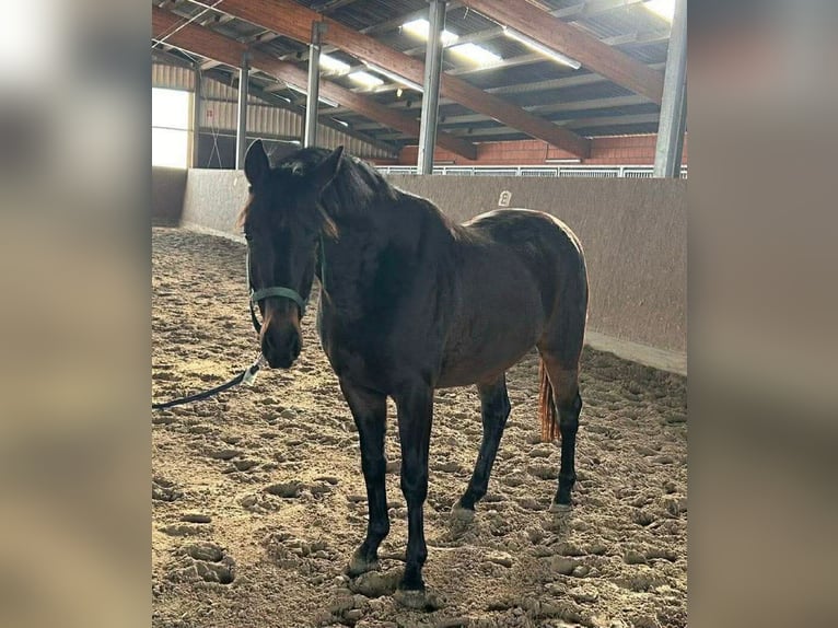 Cheval de selle allemand Hongre 3 Ans 156 cm Bai brun foncé in Lembruch