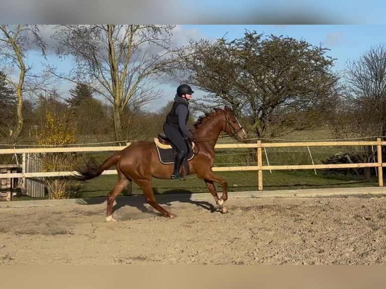 Cheval de selle allemand Hongre 3 Ans 160 cm Alezan in Ahrenshöft