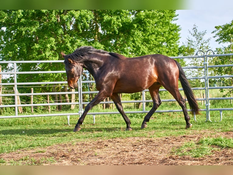 Cheval de selle allemand Hongre 3 Ans 160 cm Bai in Groß Dratow