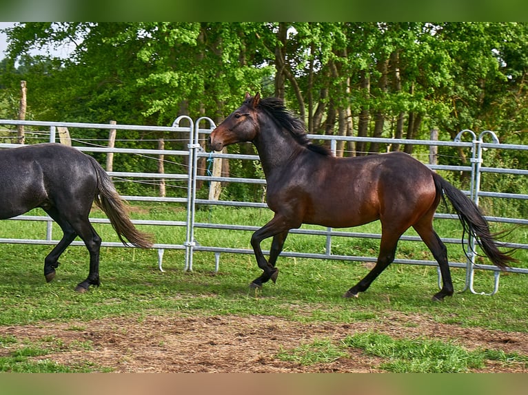 Cheval de selle allemand Hongre 3 Ans 160 cm Bai in Groß Dratow