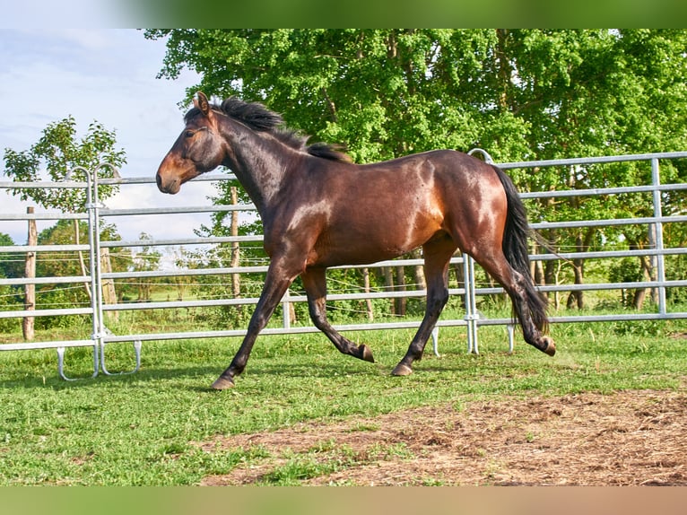 Cheval de selle allemand Hongre 3 Ans 160 cm Bai in Groß Dratow