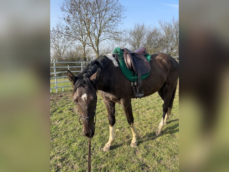 Cheval de selle allemand Hongre 3 Ans 160 cm Buckskin in MarienmünsterMarienmünster