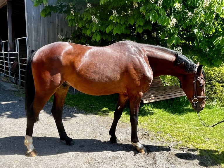 Cheval de selle allemand Hongre 3 Ans 162 cm Bai in Erndtebrück