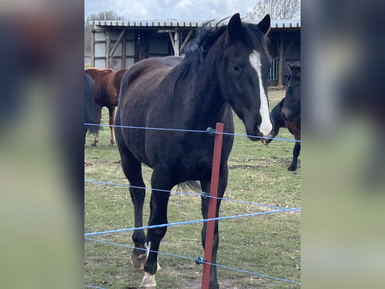 Cheval de selle allemand Croisé Hongre 3 Ans 162 cm Noir in Neuwittenbek