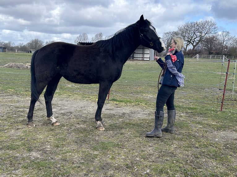 Cheval de selle allemand Croisé Hongre 3 Ans 162 cm Noir in Neuwittenbek