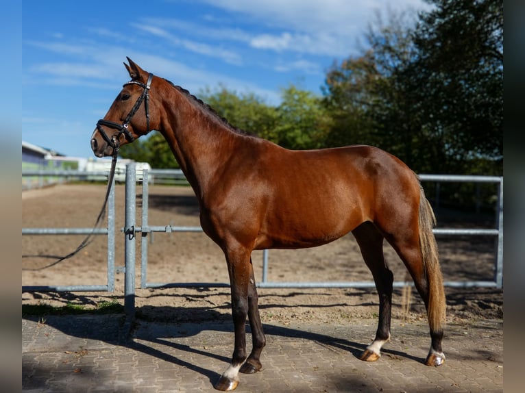 Cheval de selle allemand Hongre 3 Ans 163 cm Bai in Hungen