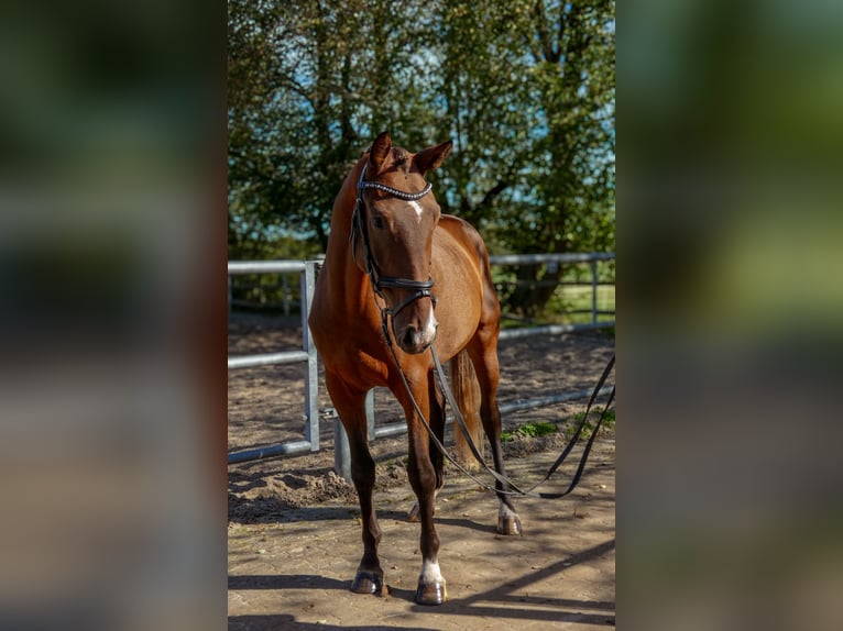 Cheval de selle allemand Hongre 3 Ans 163 cm Bai in Hungen