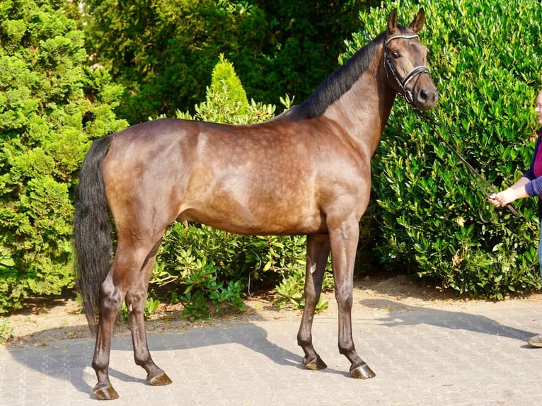 Cheval de selle allemand Hongre 3 Ans 164 cm Bai brun foncé in Paderborn