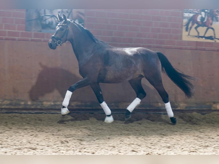 Cheval de selle allemand Hongre 3 Ans 164 cm Bai brun foncé in Paderborn