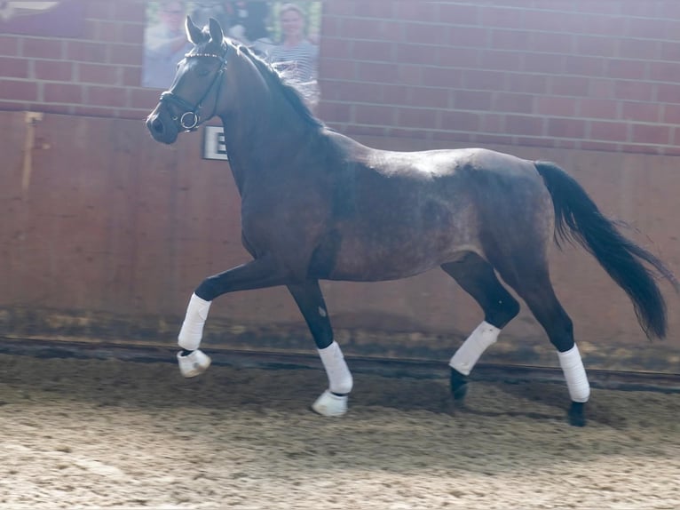 Cheval de selle allemand Hongre 3 Ans 164 cm Bai brun foncé in Paderborn