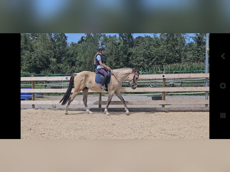 Cheval de selle allemand Hongre 3 Ans 165 cm Buckskin in Hohenems