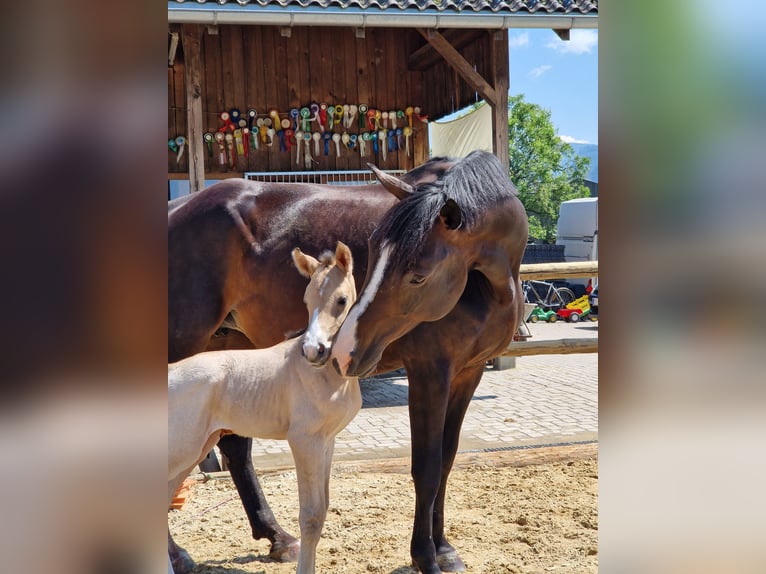 Cheval de selle allemand Hongre 3 Ans 165 cm Buckskin in Hohenems