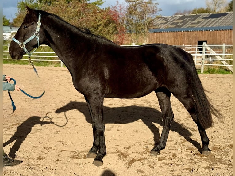 Cheval de selle allemand Hongre 3 Ans 165 cm Noir in Oeversee