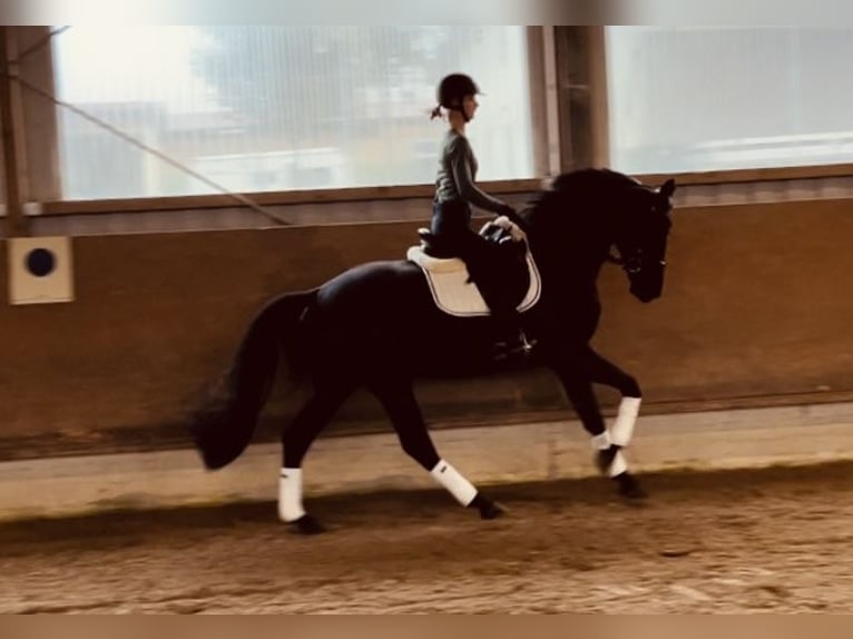 Cheval de selle allemand Hongre 3 Ans 165 cm Noir in Besigheim