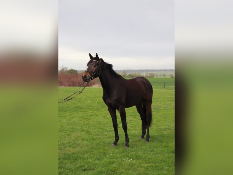 Cheval de selle allemand Hongre 3 Ans 167 cm Bai brun foncé in Mügeln