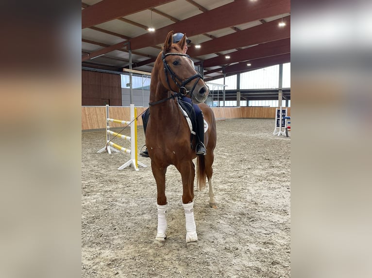 Cheval de selle allemand Hongre 3 Ans 170 cm Alezan in Löhne Cheval de selle allemand Hongre 3 Ans 170 cm Alezan in Löhne