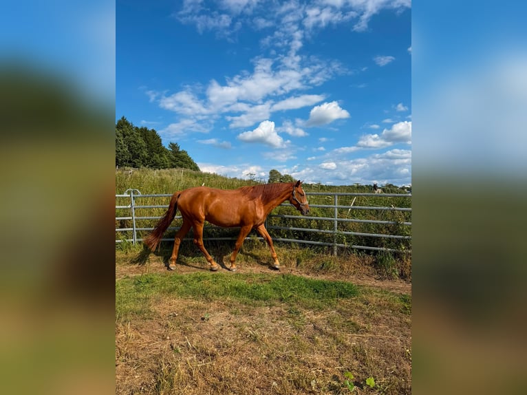 Cheval de selle allemand Hongre 3 Ans 170 cm Alezan in Wenden