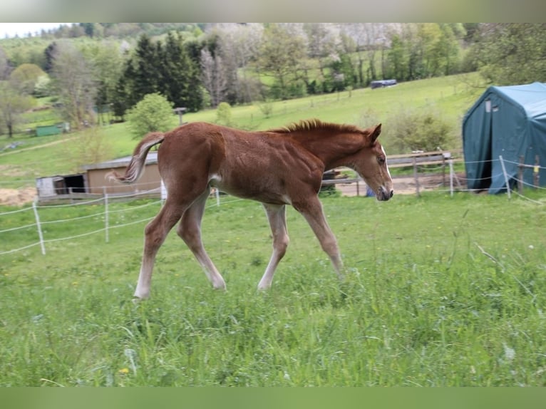 Cheval de selle allemand Hongre 3 Ans 170 cm Alezan in Wenden