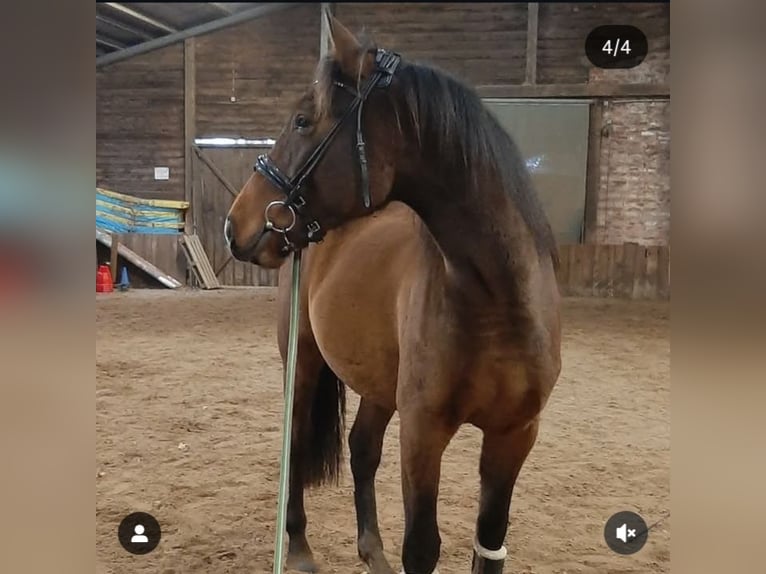Cheval de selle allemand Hongre 3 Ans 170 cm Bai in Walsrode