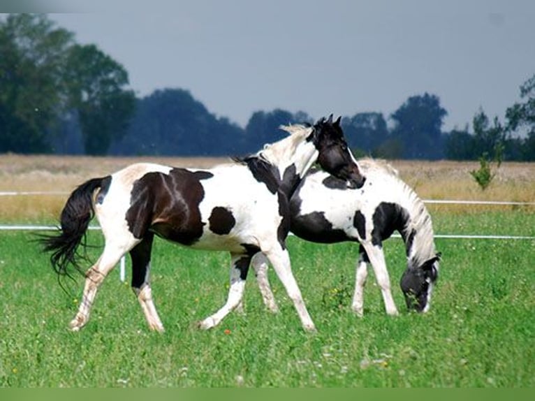 Cheval de selle allemand Hongre 3 Ans 170 cm Pinto in B&#xF6;rde-Hakel OT Etgersleben