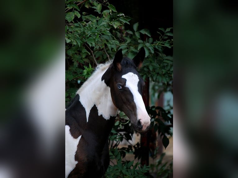Cheval de selle allemand Hongre 3 Ans 170 cm Pinto in B&#xF6;rde-Hakel OT Etgersleben