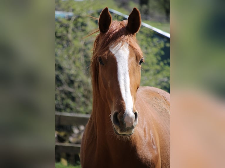 Cheval de selle allemand Hongre 3 Ans 172 cm Alezan in Wenden