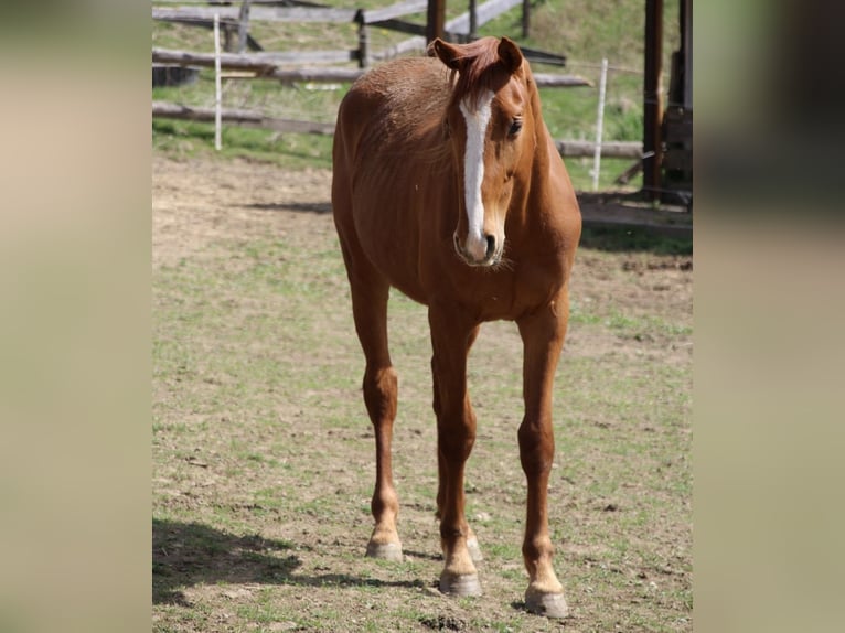 Cheval de selle allemand Hongre 3 Ans 172 cm Alezan in Wenden