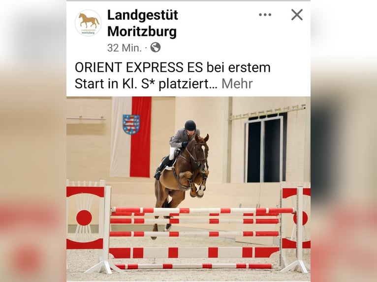 Cheval de selle allemand Hongre 3 Ans 172 cm Bai in Hoyerswerda