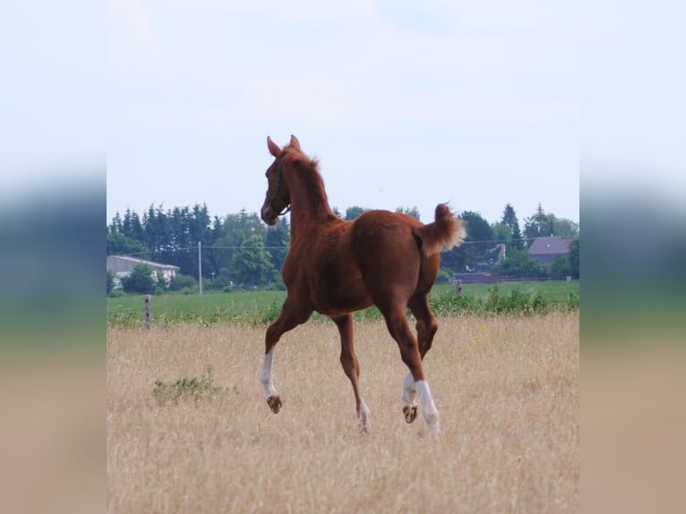 Cheval de selle allemand Hongre 3 Ans Alezan in Crivitz