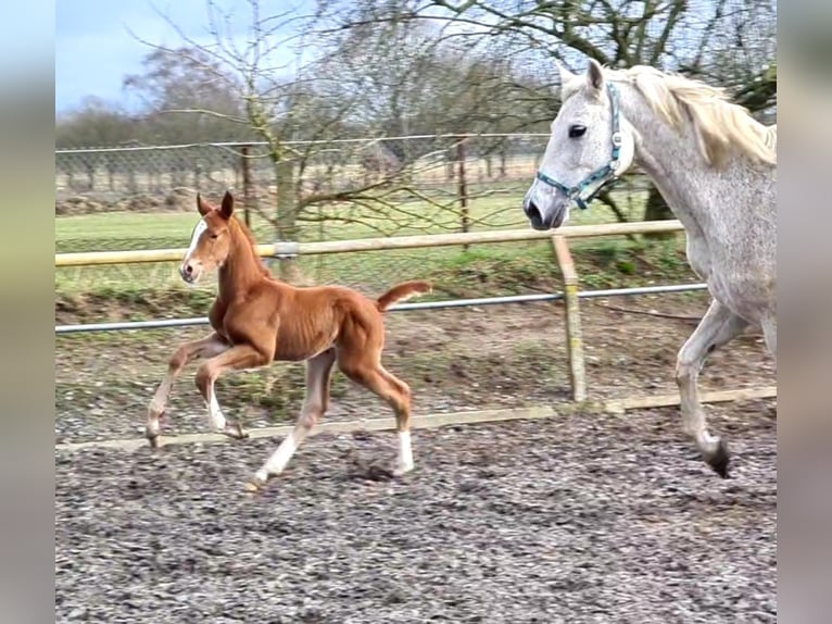 Cheval de selle allemand Hongre 3 Ans Alezan in Crivitz