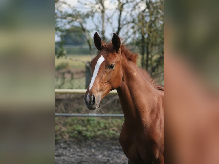 Cheval de selle allemand Hongre 3 Ans Alezan in Crivitz