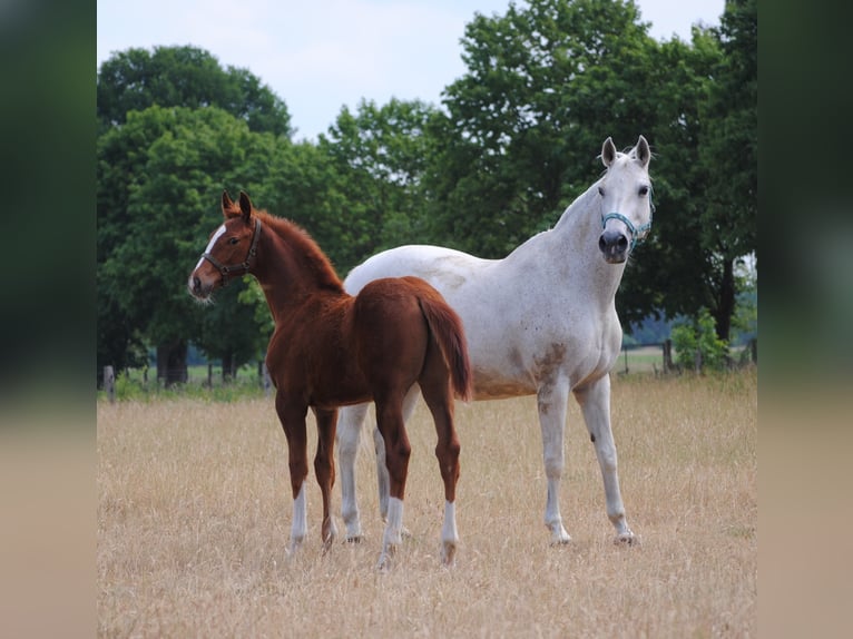 Cheval de selle allemand Hongre 3 Ans Alezan in Crivitz