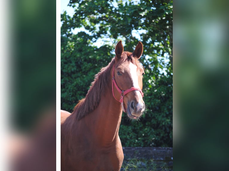 Cheval de selle allemand Hongre 3 Ans in Crivitz