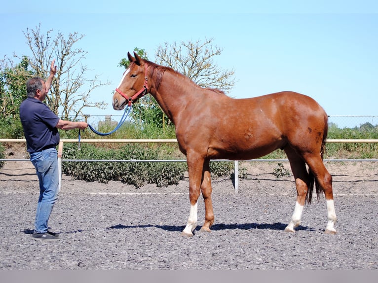 Cheval de selle allemand Hongre 3 Ans in Crivitz