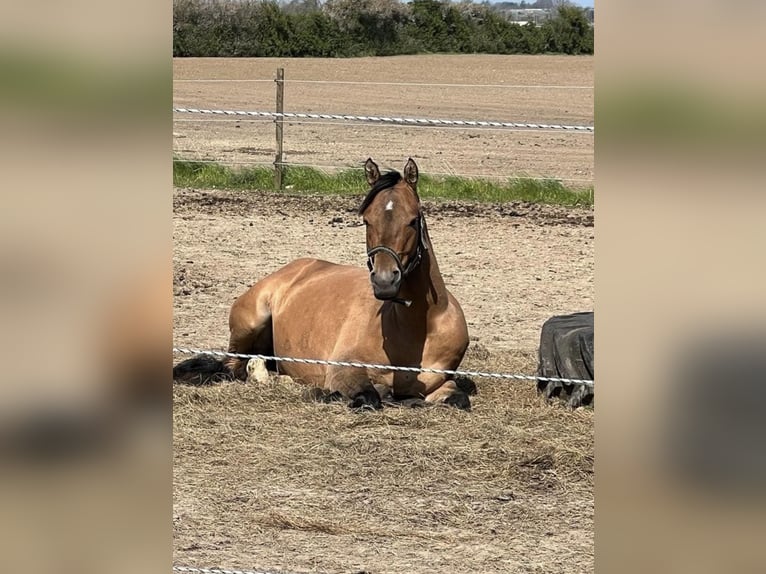 Cheval de selle allemand Croisé Hongre 4 Ans 150 cm in Neumünster